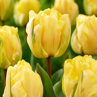Tulipe - Akebono - Tulipa - Rare et de collection - 5 bulbes