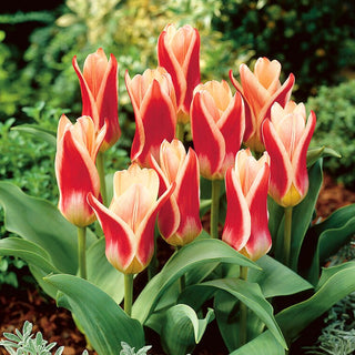 Tulipe - Ancilla - Tulipa - Fraîcheur dans les massifs de printemps - 5 bulbes