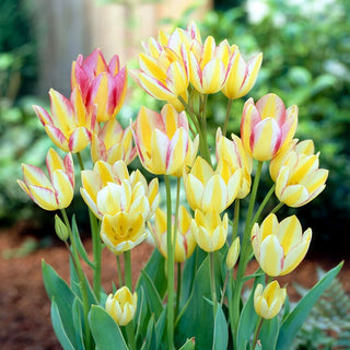 Tulipe - Antoinette - Tulipa - Jusqu’à cinq fleurs par tige - 5 bulbes