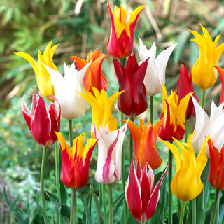 Tulipe à fleurs de lys - mix - Tulipa - Tulipes d’exception à la forme élancée - 5 bulbes