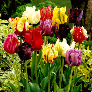Tulipe perroquet - Parrot Mix - Mix - Tulipa - Pétales fantaisistes et ondulés - 5 bulbes