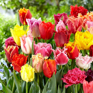 Tulipe frangée - Mix - Tulipa - Mélange idéal et décoratif - 5 bulbes