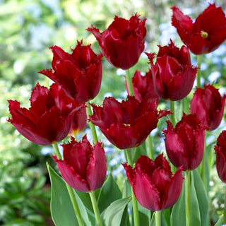 Tulipe - Pacific Pearl - Tulipa - Fleurs bordeaux, forme frangée - 5 bulbes