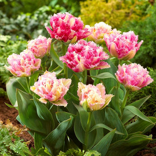 Tulipe - Cool Crystal - Tulipa - Explosion printanière de couleurs au jardin - 5 bulbes