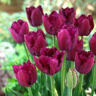 Tulipe - Curly Sue - Tulipa - Fleurs frisées violettes - 5 bulbes