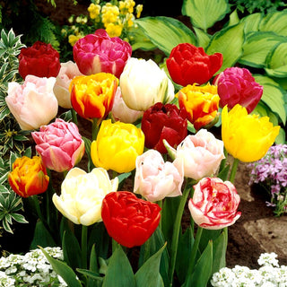 Tulipe double - Mix - Tulipa - Fleurs luxuriantes aux multiples pétales - 5 bulbes