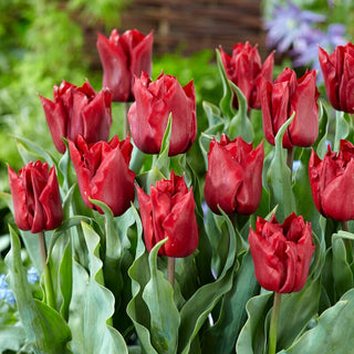 Tulipe - Robinho - Tulipa - Apparence noble, classique dans les massifs - 5 bulbes