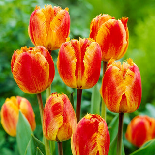 Tulipe - Fringed Solstice - Tulipa - Accent poétique, bords frangés - 5 bulbes