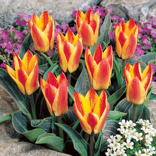 Tulipe - Golden Day - Tulipa - Mini tulipe au grand caractère - 5 bulbes