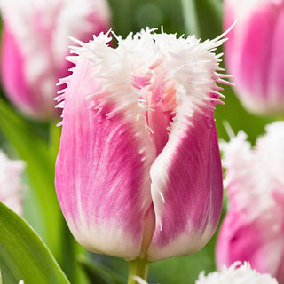 Tulipe - Hawaii - Tulipa - Succès et éclat du jardin en pleine floraison - 5 bulbes