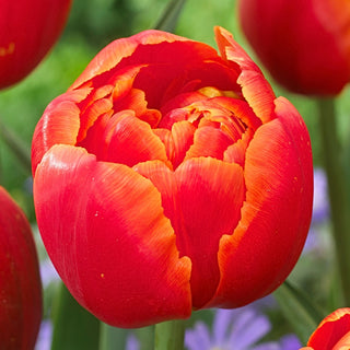 Tulipe - Icoon - Tulipa - Pétales doubles, effet double - 5 bulbes