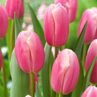 Tulipe - Kasia - Tulipa - Élégance et parfum délicat du printemps - 5 bulbes