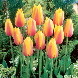 Tulipe - Long Lady - Tulipa - Couleurs intenses parmi les fleurs - 5 bulbes