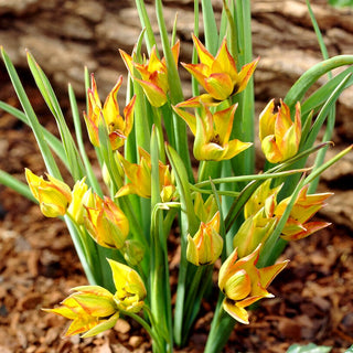 Tulipe - Orphanidea flava - Tulipa - Charme exotique unique - 5 bulbes