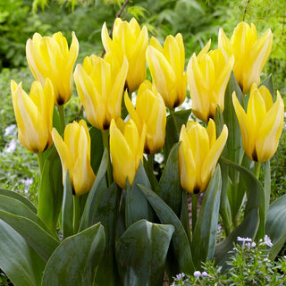 Tulipe - Partitura - Tulipa - Crée des massifs printaniers harmonieux - 5 bulbes