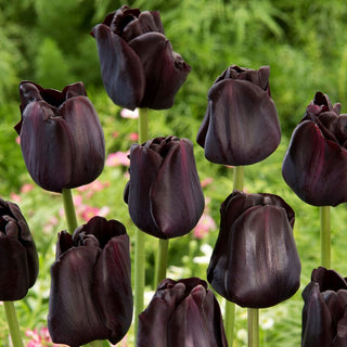 Tulipe - Paul Scherer - Tulipa - Tiges robustes, fleurs intenses - 5 bulbes