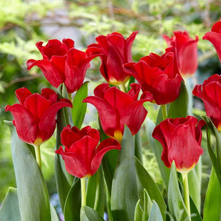 Tulipe - Red Dress - Tulipa - Silhouette fine et élégante - 5 bulbes