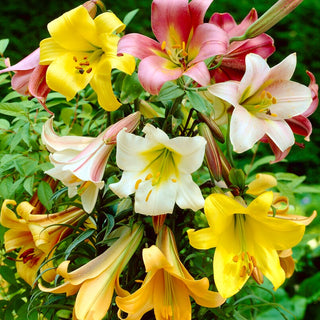 Lys trompette - mélange - Lilium - Mélange spectaculaire de couleurs au jardin