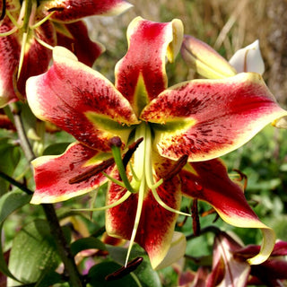 Lys - Scheherezade - Lilium - Fleurs rouges et blanches pleines de grâce