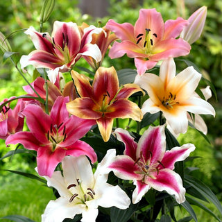 Lys géant - mélange - Lilium - élégance jaune dans les massifs d’été