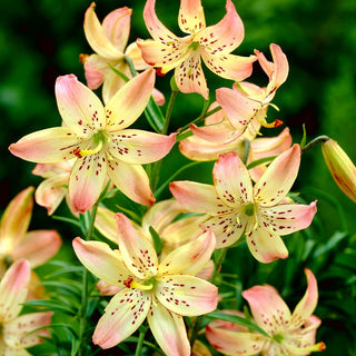 Lys tigré - corsage - Lilium - élégance et charme subtil de l’été