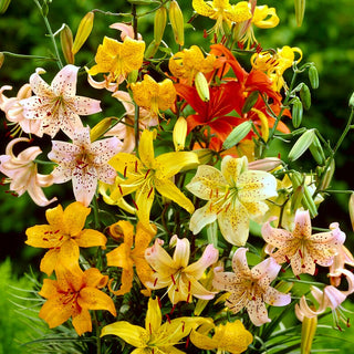 Lys tigré - mélange - Lilium - décoration durable du jardin