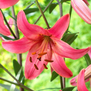 Lys tigré - Pink Flight - Lilium - Rose subtil dans un jardin moderne
