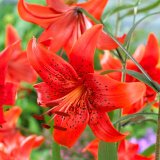 Lys tigré - Red Life - Lilium - Accent rouge éclatant pour massifs