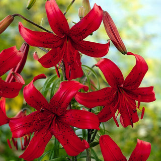 Lys tigré - Red Velvet - Lilium - Élégance bordeaux au jardin