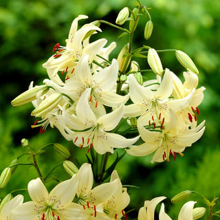 Lys tigré - Sweet Surrender - Lilium - Fleurit longtemps, séduit par sa couleur