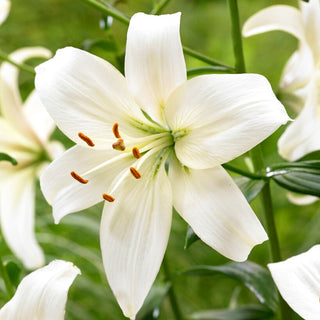 Lys - Pearl Frances - Lilium - Résistant au froid, facile à cultiver
