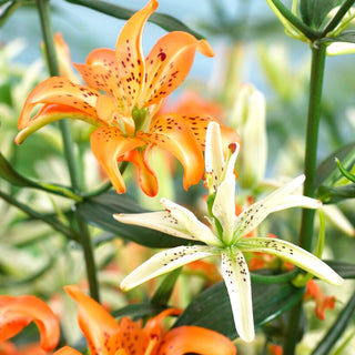 Lys double - Must See - Lilium - Haute élégance et résistance