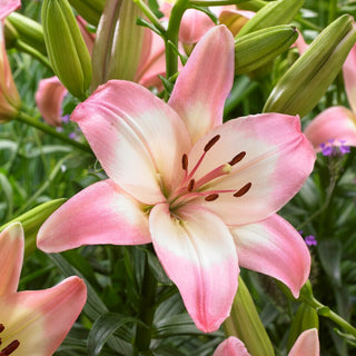Lys asiatique - Levi - Lilium - Fleurs roses pleines d’élégance