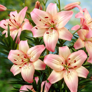 Lys asiatique - Rosella's Dream - Lilium - Tiges élancées jusqu’à 120 cm