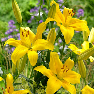 Lys asiatique - Yellow County - Lilium - Tiges élancées, grandes fleurs