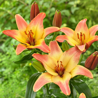 Lys - Forever Summer - Lilium - Subtile alliance de rose et de jaune