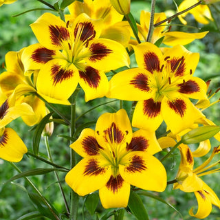 Lys - Pieton - Lilium - Variété rare et unique