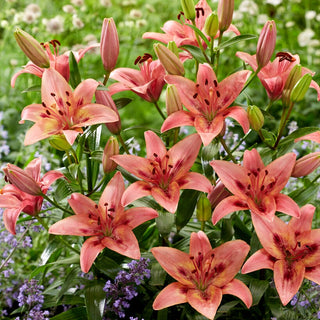 Lys - Tinilco - Lilium - Parfait pour les bouquets et les compositions