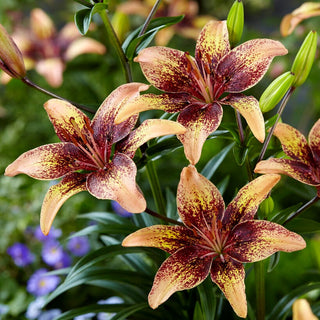 Lys asiatique - Tribal Dance - Lilium - Ornement estival fiable pour le jardin