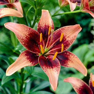 Lys asiatique - Whistler - Lilium - Idéal pour les bouquets et les compositions