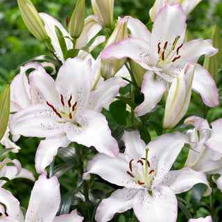 Lys oriental - Brasilia - Lilium - Fleurs qui attirent le regard et l’attention