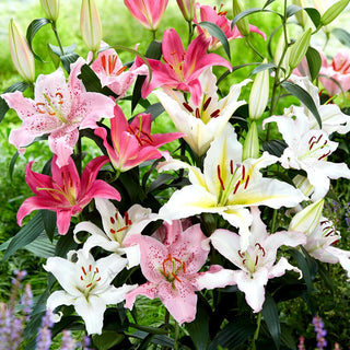 Lys oriental - mélange - Lilium - Élégance et parfum dans votre jardin
