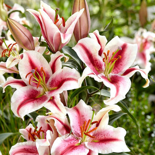 Lys oriental - Hachi - Lilium - Fleurs estivales intensément parfumées