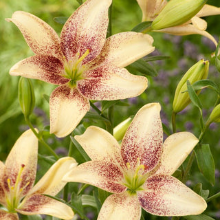 Lys asiatique - Easy Spot - Lilium - Effet waouh dans les massifs et parterres