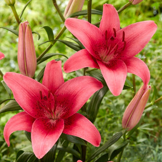Lys asiatique - Pink County - Lilium - Décoration élégante des massifs d’été