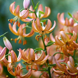 Lys martagon - Fairy Morning - Lilium - Élégant ornement des massifs classiques