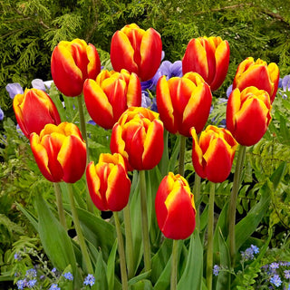Tulipe - Dow Jones - Tulipa - Silhouette élancée et grandes fleurs - 5 bulbes