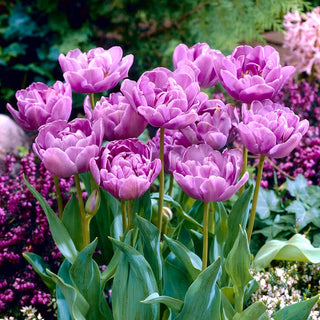 Tulipe - Lilac Perfection - Tulipa - Fleurs doubles en forme de pivoine en mai - 5 bulbes