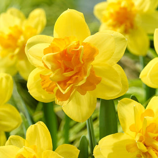 Narcisse - Balnoon - Narcissus - Fleurs jaune intense - 5 bulbes