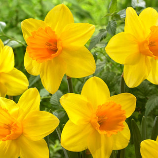 Narcisse - Bright Jewel - Narcissus - Accent éclatant dans chaque massif - 5 bulbes